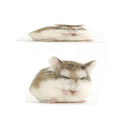 Funny Hamster
